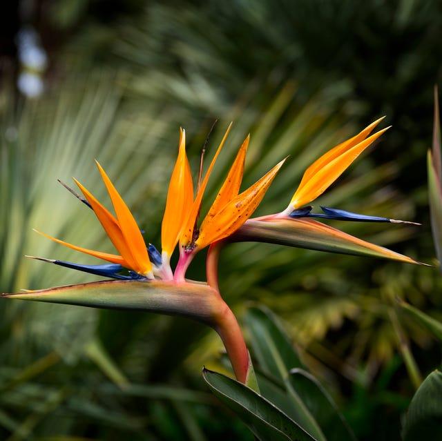 Экзотический рай